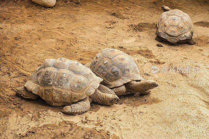 塞舌尔巨人tortoise (Aldabrachelys gigantea hololissa)